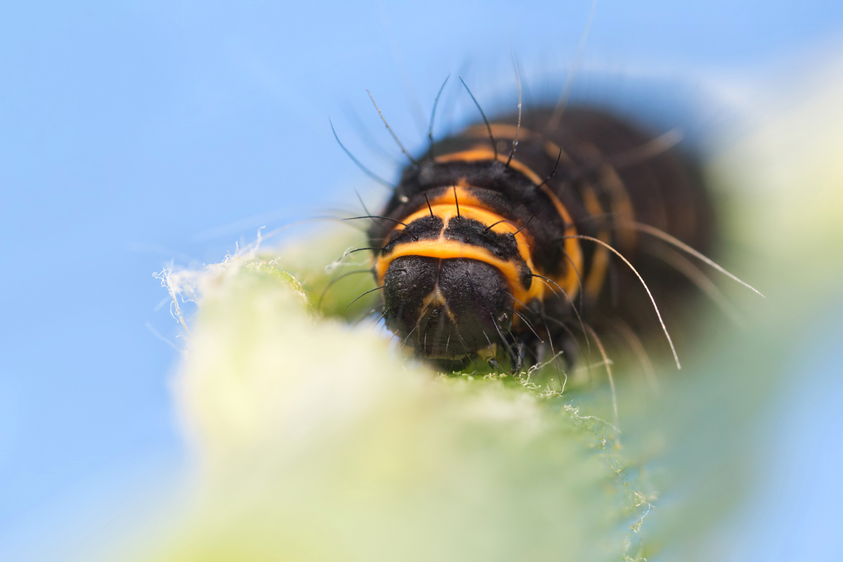 Cinnabar Moth Caterpillar 1
